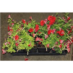 SIX ASSORTED 6" POTTED ANNUAL PLANTS AS THEY COME