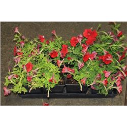 SIX ASSORTED 6" POTTED ANNUAL PLANTS AS THEY COME