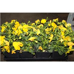 SIX ASSORTED 6" POTTED ANNUAL PLANTS AS THEY COME