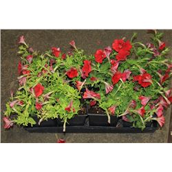 SIX ASSORTED 6" POTTED ANNUAL PLANTS AS THEY COME