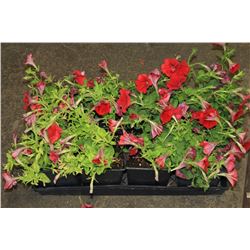 SIX ASSORTED 6" POTTED ANNUAL PLANTS AS THEY COME