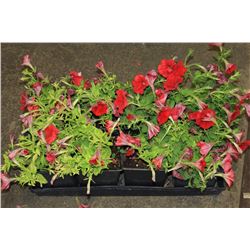 SIX ASSORTED 6" POTTED ANNUAL PLANTS AS THEY COME