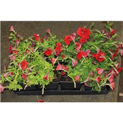 SIX ASSORTED 6" POTTED ANNUAL PLANTS AS THEY COME