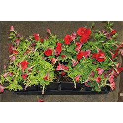 SIX ASSORTED 6" POTTED ANNUAL PLANTS AS THEY COME