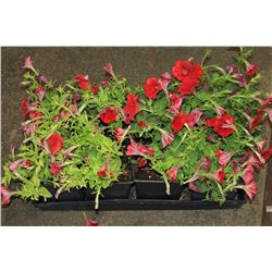 SIX ASSORTED 6" POTTED ANNUAL PLANTS AS THEY COME