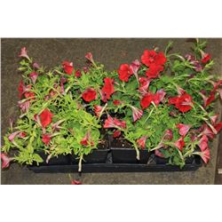 SIX ASSORTED 6" POTTED ANNUAL PLANTS AS THEY COME