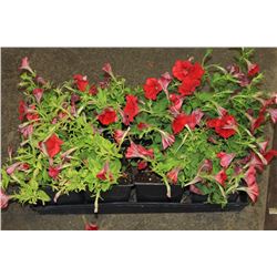 SIX ASSORTED 6" POTTED ANNUAL PLANTS AS THEY COME