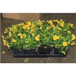 SIX ASSORTED 6" POTTED ANNUAL PLANTS AS THEY COME