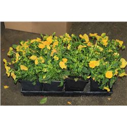 SIX ASSORTED 6" POTTED ANNUAL PLANTS AS THEY COME