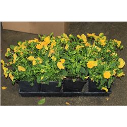 SIX ASSORTED 6" POTTED ANNUAL PLANTS AS THEY COME