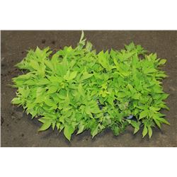 SIX ASSORTED 6" POTTED ANNUAL PLANTS AS THEY COME