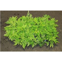 SIX ASSORTED 6" POTTED ANNUAL PLANTS AS THEY COME