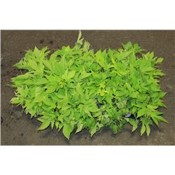 SIX ASSORTED 6" POTTED ANNUAL PLANTS AS THEY COME