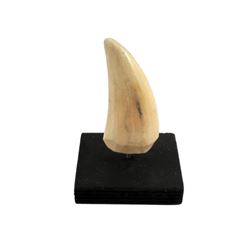 Jurassic Park T-Rex Tooth Movie Props