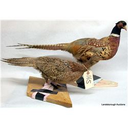 PAIR OF MOUNTED PHEASANTS