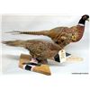 Image 1 : PAIR OF MOUNTED PHEASANTS