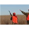 Image 1 : T-11 PHEASANT HUNT IN S.D. 3 DAY/ 3 NIGHT FOR 2 HUNTERS WITH PHEASANT CITY LODGE