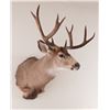 Image 1 : Colorado Mule Deer Shoulder Mount