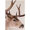 Image 2 : Colorado Mule Deer Shoulder Mount