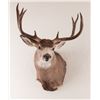 Image 3 : Colorado Mule Deer Shoulder Mount
