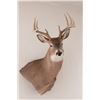 Image 1 : Colorado Whitetail Shoulder Mount