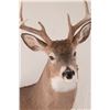 Image 2 : Colorado Whitetail Shoulder Mount