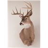 Image 3 : Colorado Whitetail Shoulder Mount