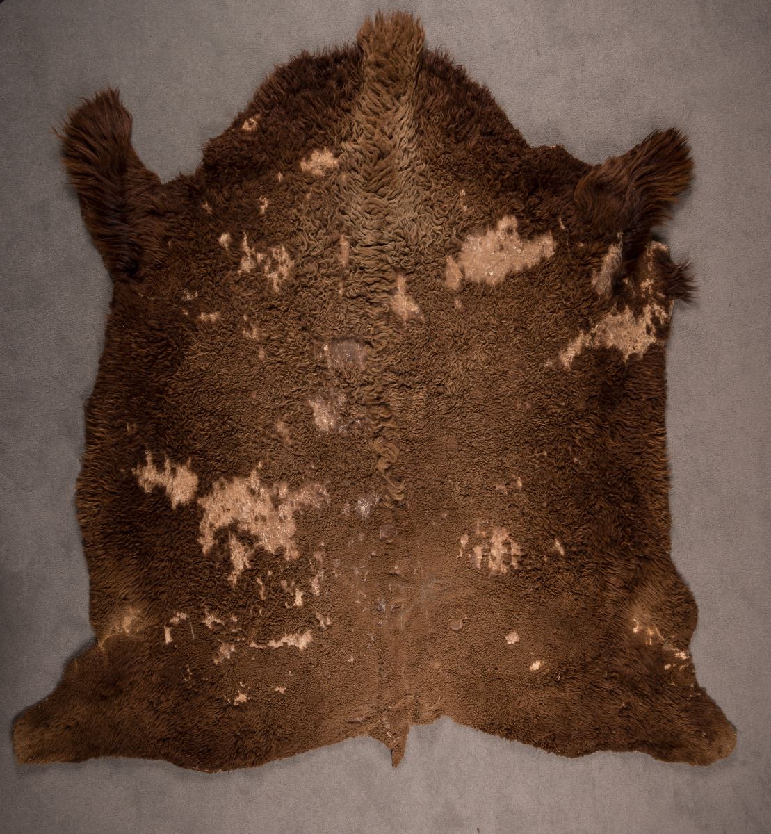 Lakota Sioux Buffalo Robe, 6'3½" x 6'6"