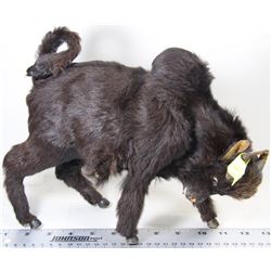 HANDMADE BUFFALO 12"WIDE AND 9"HIGH