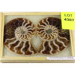 PAIR OF AMMONITE FOSSILS
