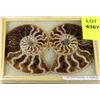 Image 1 : PAIR OF AMMONITE FOSSILS