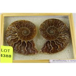 PAIR OF AMMONITE FOSSILS