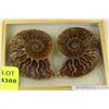 Image 1 : PAIR OF AMMONITE FOSSILS