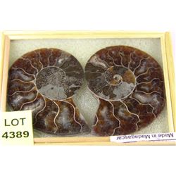 PAIR OF AMMONITE FOSSILS