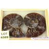 Image 1 : PAIR OF AMMONITE FOSSILS