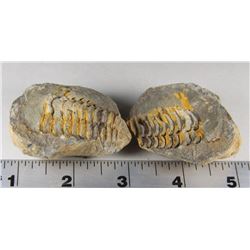 PAIR OF MARINE ANTHROPOD STONE