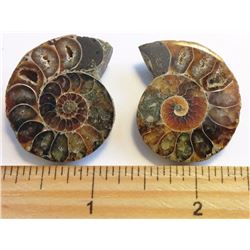 LOT OF 2 MATCHED AMMOLITE SPECIMENS