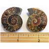 Image 1 : LOT OF 2 MATCHED AMMOLITE SPECIMENS