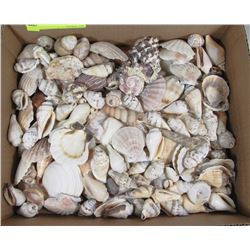 FLAT WITH 100+ SEA SHELLS