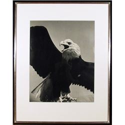 Will Connell, American Bald Eagle, Photograph