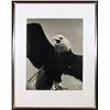 Image 1 : Will Connell, American Bald Eagle, Photograph