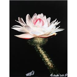 Jonathan Singer, Metalic Sets - Water Lily, Dye Sublimination Print on Metal