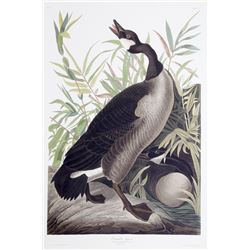 John James Audubon, Canada Goose, Lithograph
