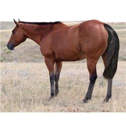 Kilgore Belle - 1993 Bay AQHA Mare