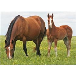 Frosts Bert Lass - 2001 Buckskin AQHA Mare