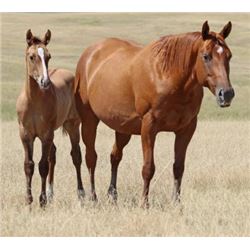 Coyote Anna  - 2007 Sorrel AQHA Mare