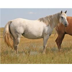 Julies Drifting Lady - 2003 Gray AQHA Mare