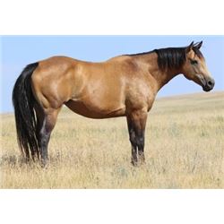 Johnnie Jet Frost - 2009 Buckskin AQHA Mare