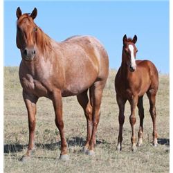 Sugar Leo Classy - 2012 Red Roan AQHA Mare