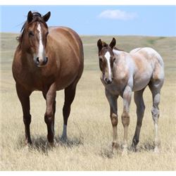 GFR Fancytidymia  - 2009 Red Roan AQHA Mare